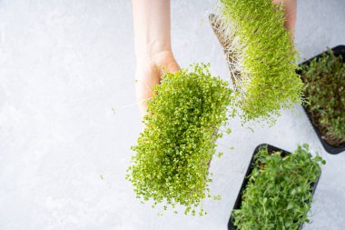 Dişi eller taze mikroyeşil lahanaları tutuyor. Boşluğu kopyala. 