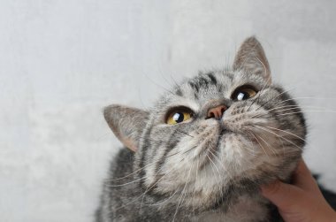 Tekir İskoç kedi portresi. Kedinin boynunu elle okşamak..