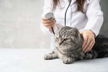 Veterinerin yanındaki steteskoplu kediyi kontrol ediyorum..