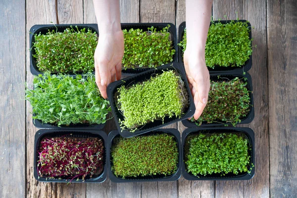 Ahşap masadaki tepsilerde lahanaları olan mikro yeşil filizler büyüyor.