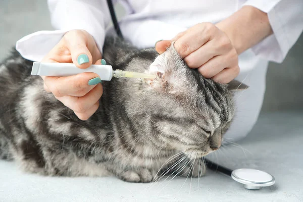 Veterinarian treats the cat\'s ear with medicine closeup