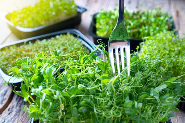 Mikrogröna Groddar Äta Bakgrund Med Olika Mikrogröna Och Gaffel — Stockfoto