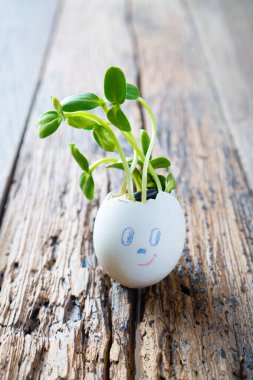 Yumurta kabuğundan mikro yeşil filizler çıkıyor. 