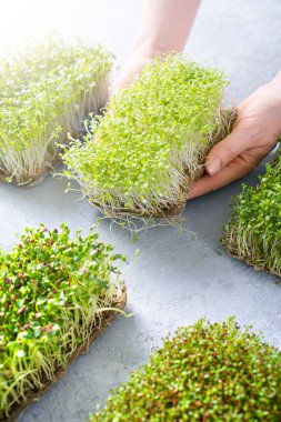 Dişi eller taze mikroyeşil lahanalar ve çatal tutuyor. Dikey arkaplan.