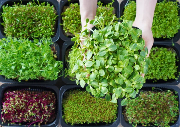 Micro green food background. Female hands with microgreen sprouts. Organic healthy green food closeup.