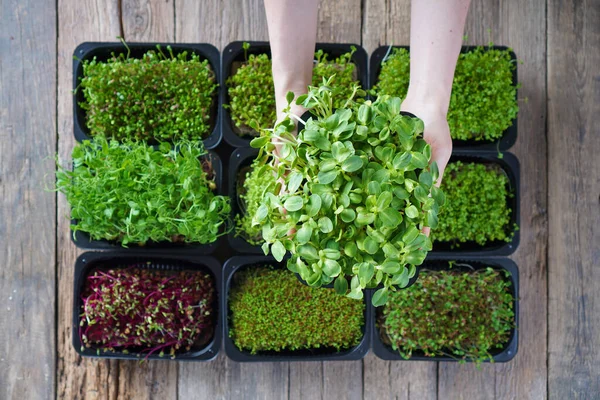 Micro green food background. Female hands with microgreen sprouts. Organic healthy food.