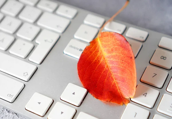 Herfst Luie Bui Herfst Werkseizoen Concept Met Rood Blad Het — Stockfoto