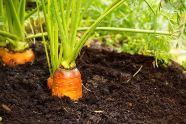 Taze havuç Bahçe kökleri yakın çekim