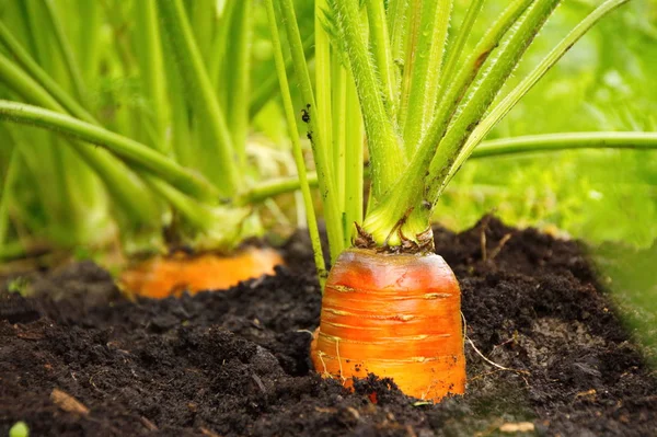Свежая Морковь Саду Корни Крупным Планом — стоковое фото