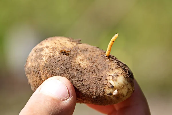Tıklayın böceği böcek üzerinde patates closeup larva wireworm olduğunu