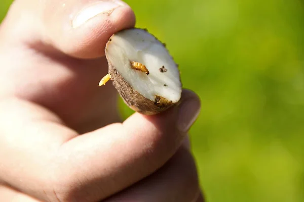 Tıklayın böceği böcek üzerinde patates closeup larva wireworm olduğunu