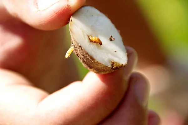 Tıklayın böceği böcek üzerinde patates closeup larva wireworm olduğunu