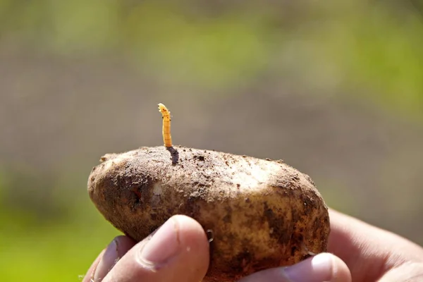 Tıklayın böceği böcek üzerinde patates closeup larva wireworm olduğunu
