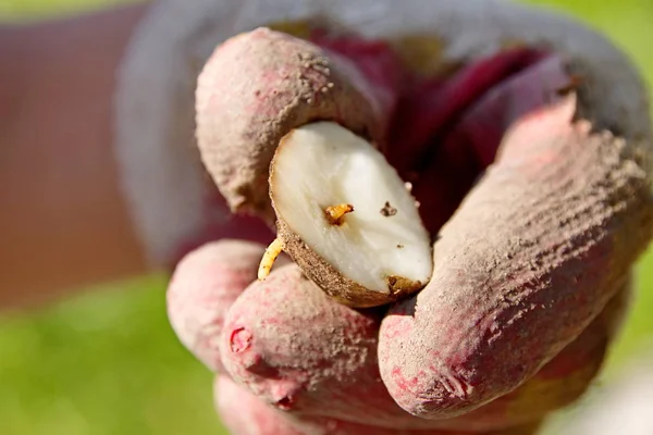 Tıklayın böceği böcek üzerinde patates closeup larva wireworm olduğunu