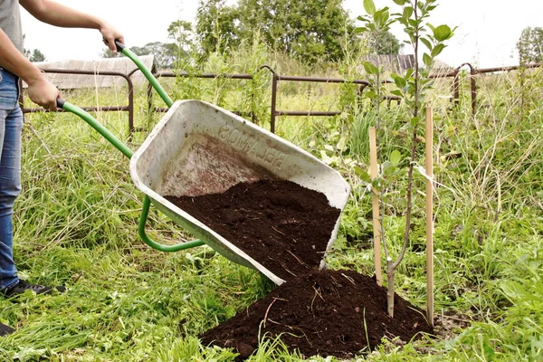 Trädgård Vagn Med Humus Vård För Unga Apple Plantor — Stockfoto