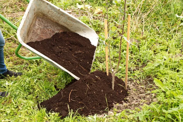 Trädgård Vagn Med Humus Vård För Unga Apple Plantor — Stockfoto