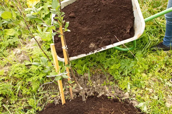 Garden Trolley Dengan Humus Perawatan Untuk Bibit Apple Muda — Stok Foto