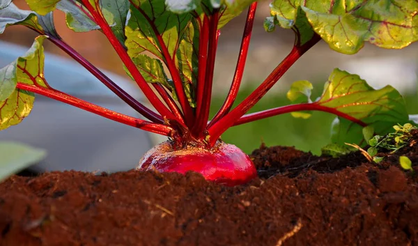 Fresh beet crop in the garden