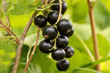 Siyah frenk üzümü çilek, yakın - kadar yeşil yeşillik zemin üzerine