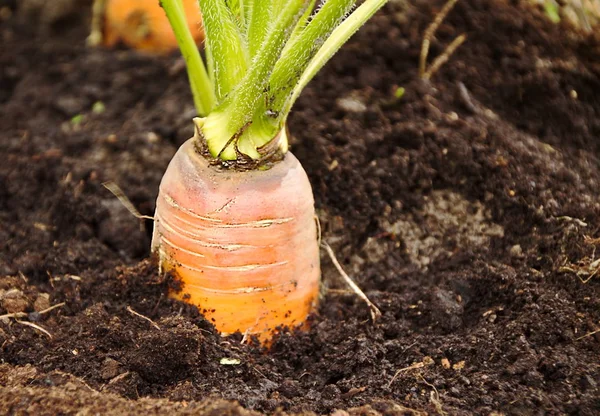 Свежая Морковь Саду Корни Крупным Планом — стоковое фото