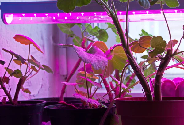 Led lamba ile kapalı bitkilerin aydınlatma