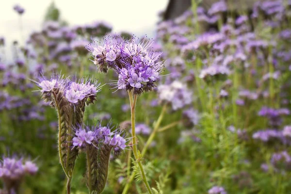 ファセリアタンジー花 緑の肥料 ミツバチのための蜜を含む蜂蜜培養 — ストック写真