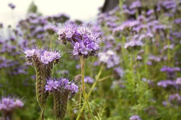 Phacelia Tansy Çiçek Yeşil Gübre Arılar Için Nektar Içeren Bal — Stok fotoğraf