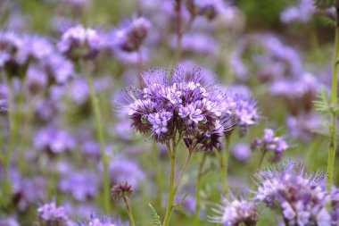 Phacelia tansy flower,green manure,honey culture containing nectar for bees clipart