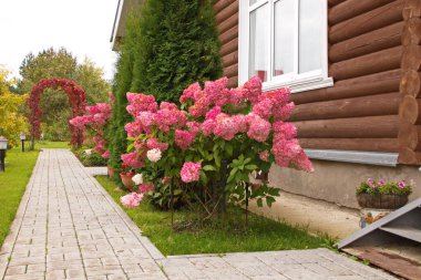 Ortanca paniculata vanilya Fras / Rennie.Hydrangea paniculata ' Vanille Fraise 'sonbahar bahçe dekorasyon