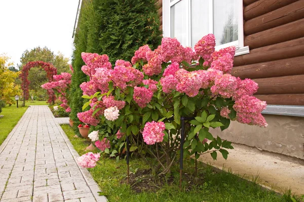 Ortanca paniculata vanilya Fras / Rennie.Hydrangea paniculata ' Vanille Fraise 'sonbahar bahçe dekorasyon