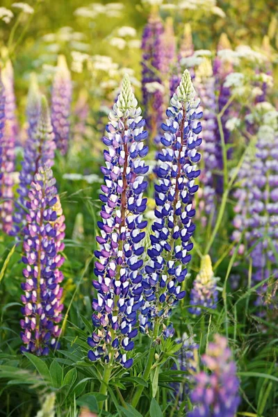 Lupine Wolfsboon Lupines Wilde Natuurlijke Schoonheid Verticaal Frame Stockafbeelding