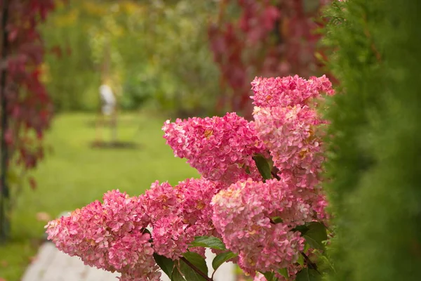 Hortensia Paniculata Vanille Ijs Mooie Bloem Caps Tuin Decoraties Tinten Rechtenvrije Stockafbeeldingen