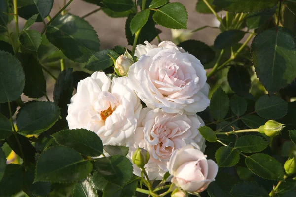 Gül Aspirin Gülü Floribunda yakın plan, hassas beyaz pembe topalovich