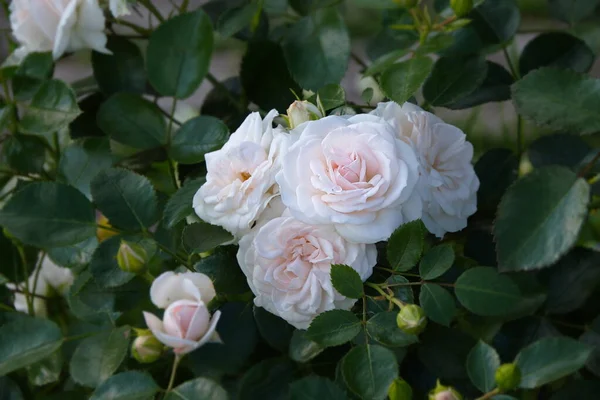 Rose Aspirin Rose Floribunda Zblízka Jemná Bílá Růžová Topalovich Stock Fotografie