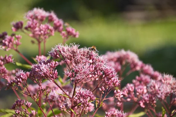 Eupatorium cannabinum L. (Asteraceae ailesi). Stevia ağustosta sık sık çiçek açıyor. Pembe rengin kabarıklığına yakın plan.