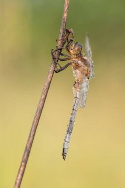 Yusufçuk Keeled Kepçe (Orthetrum coerulescens) ile güzel doğa sahne. Yusufçuk Keeled Kepçe (Orthetrum coerulescens) çim makro çekim.