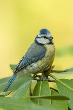 Avrasya mavi baştankara (Cyanistes caeruleus). Doğa ortamlarında Avrasya mavi baştankara (Cyanistes caeruleus).