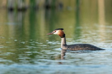 Great Crested Grebe (Podiceps Kristali) ile güzel bir doğa sahnesi. Doğa habitatında Büyük Armalı Yunus (Podiceps kristali).