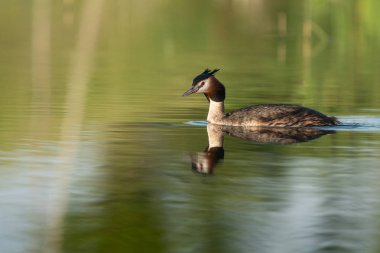Great Crested Grebe (Podiceps Kristali) ile güzel bir doğa sahnesi. Doğa habitatında Büyük Armalı Yunus (Podiceps kristali).