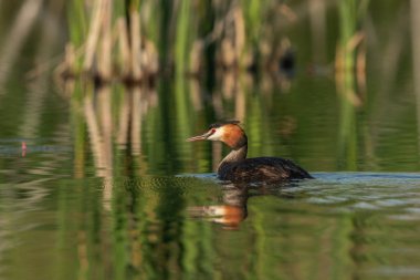 Great Crested Grebe (Podiceps Kristali) ile güzel bir doğa sahnesi. Doğa habitatında Büyük Armalı Yunus (Podiceps kristali).