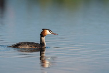 Great Crested Grebe (Podiceps Kristali) ile güzel bir doğa sahnesi. Doğa habitatında Büyük Armalı Yunus (Podiceps kristali).