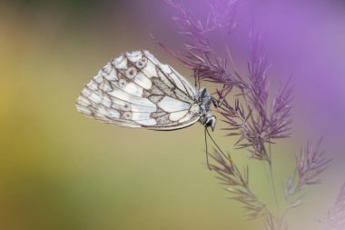 Kelebek beyazı (Melanargia galaksisi) ile güzel bir doğa sahnesi. Kelebeğin makro görüntüsü çimlerin üzerinde bembeyaz (Melanargia galaksisi).