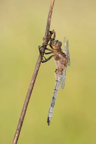 Bela Cena Natureza Com Libélula Keeled Skimmer Orthetrum Coerulescens Macro — Fotografia de Stock