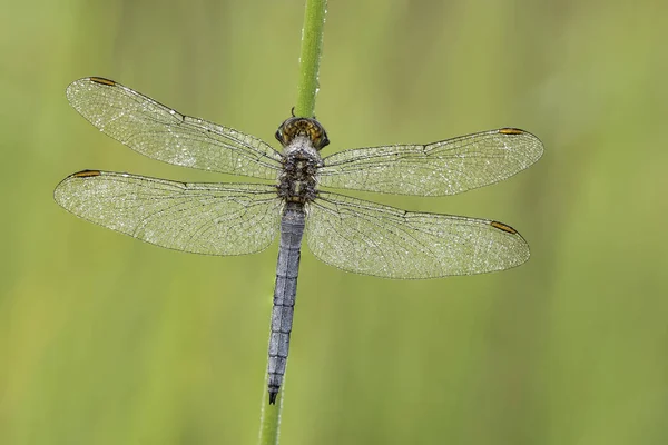 Gyönyörű Természet Jelenet Szitakötő Keeled Rakéta Orthetrum Coerulescens Makro Lövés — Stock Fotó