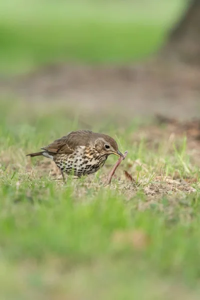 鳥ウタツグミ つぐみ Philomelos の美しい自然場面 背景が黄色の花に歌ツグミ つぐみ Philomelos 自然の生息地でウタツグミ つぐみ Philomelos — ストック写真