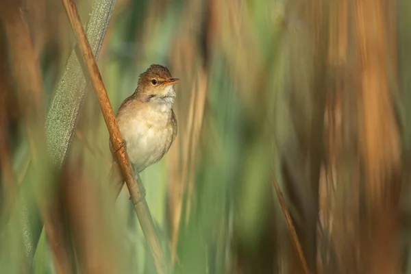 Hermosa Escena Naturaleza Con Pájaro Caña Euroasiática Curruca Curruca Caña —  Fotos de Stock