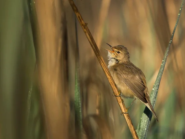 Schöne Naturszene Mit Vogel Eurasischen Rohrsänger Rohrsänger Natürlichen Lebensraum — Stockfoto