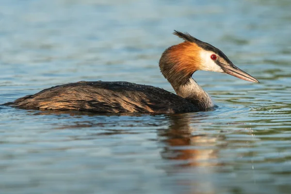 Сцена Природы Большой Хохлатой Гребешкой Podiceps Cristus Большая Хрустящая Седина — стоковое фото