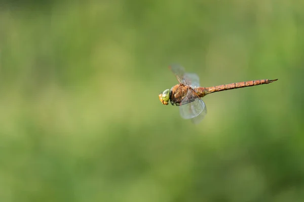 Prachtige Natuur Scène Met Dragonfly Norfolk Hawker Macro Opname Van — Stockfoto