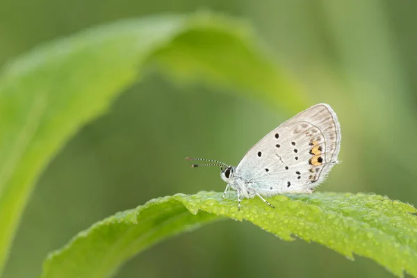 Natura Piękne Sceny Motyl Niebieski Krótko Ogoniasty Cupido Argiades Strzał — Zdjęcie stockowe